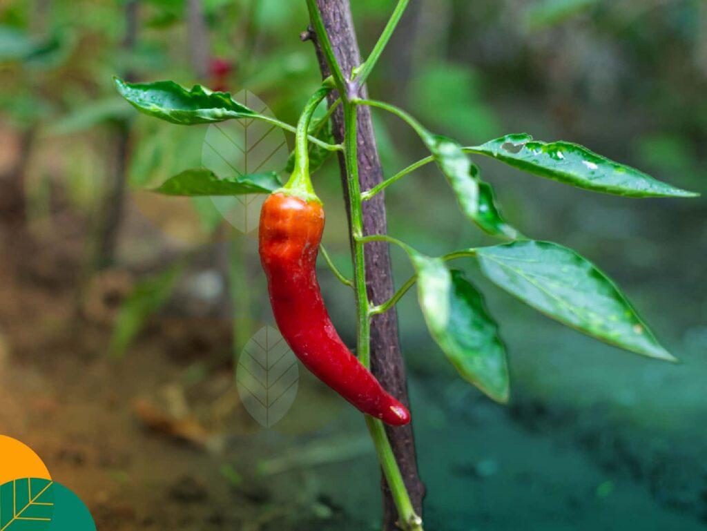 Jarak Tanam Cabai Rawit