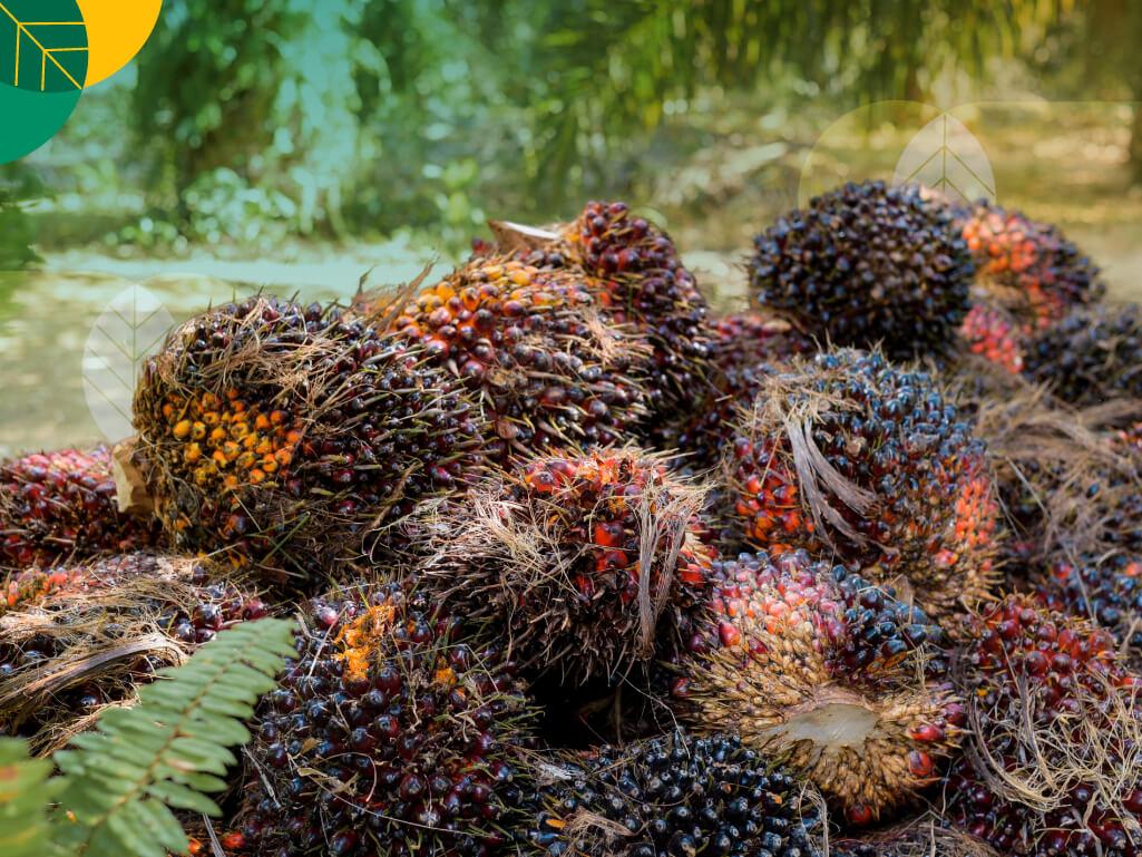 Potensi kelapa sawit