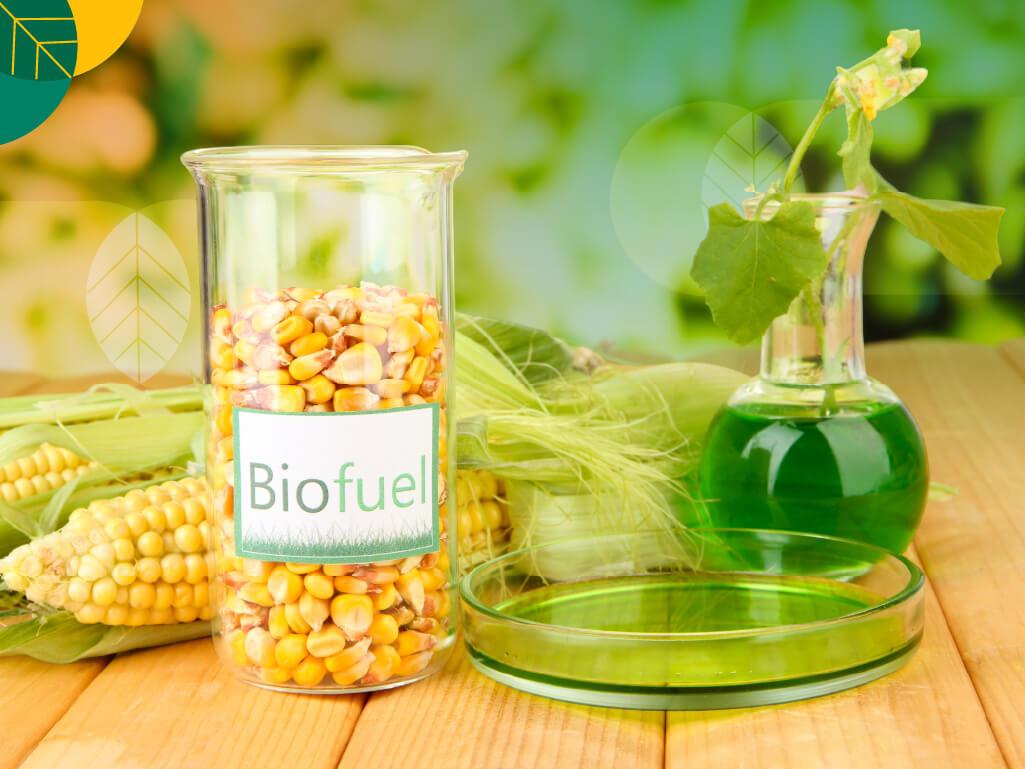 Tanaman penghasil biofuel