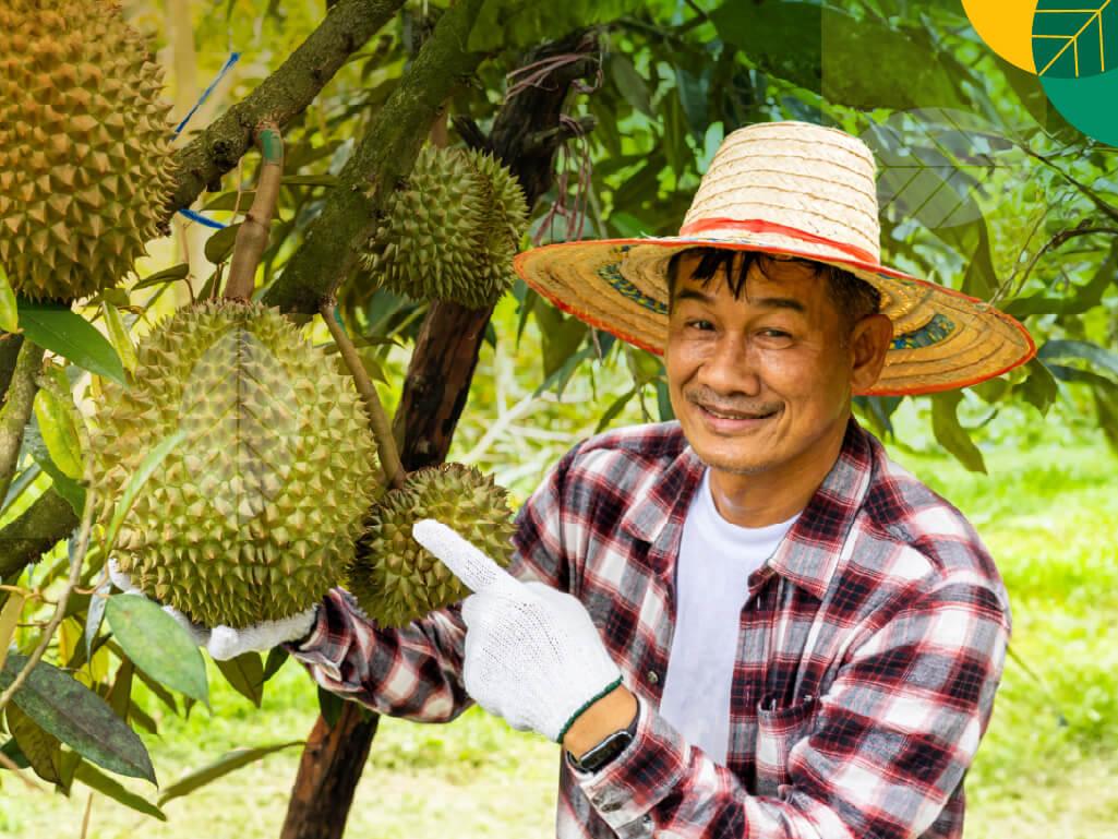 pupuk durian