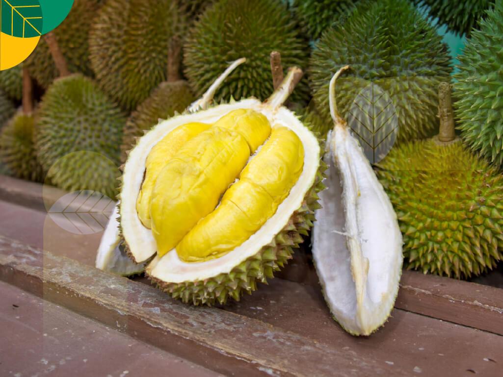 durian besar dan manis