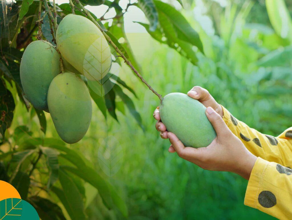 Pupuk mangga