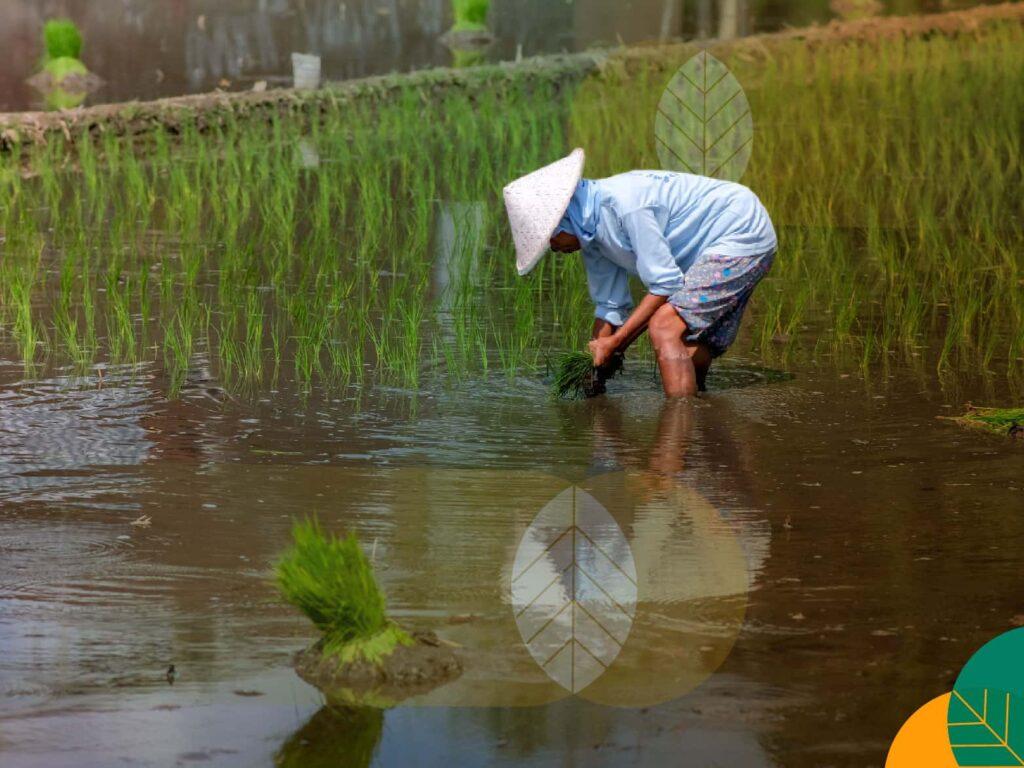 Tanaman padi