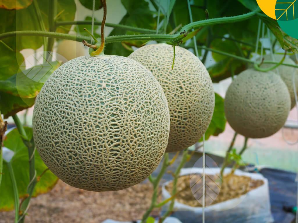 Budidaya Melon