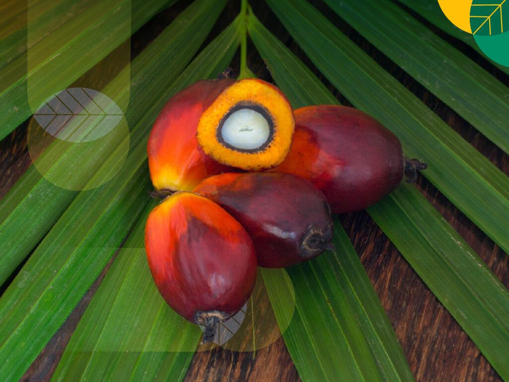 Peran vital kelapa sawit