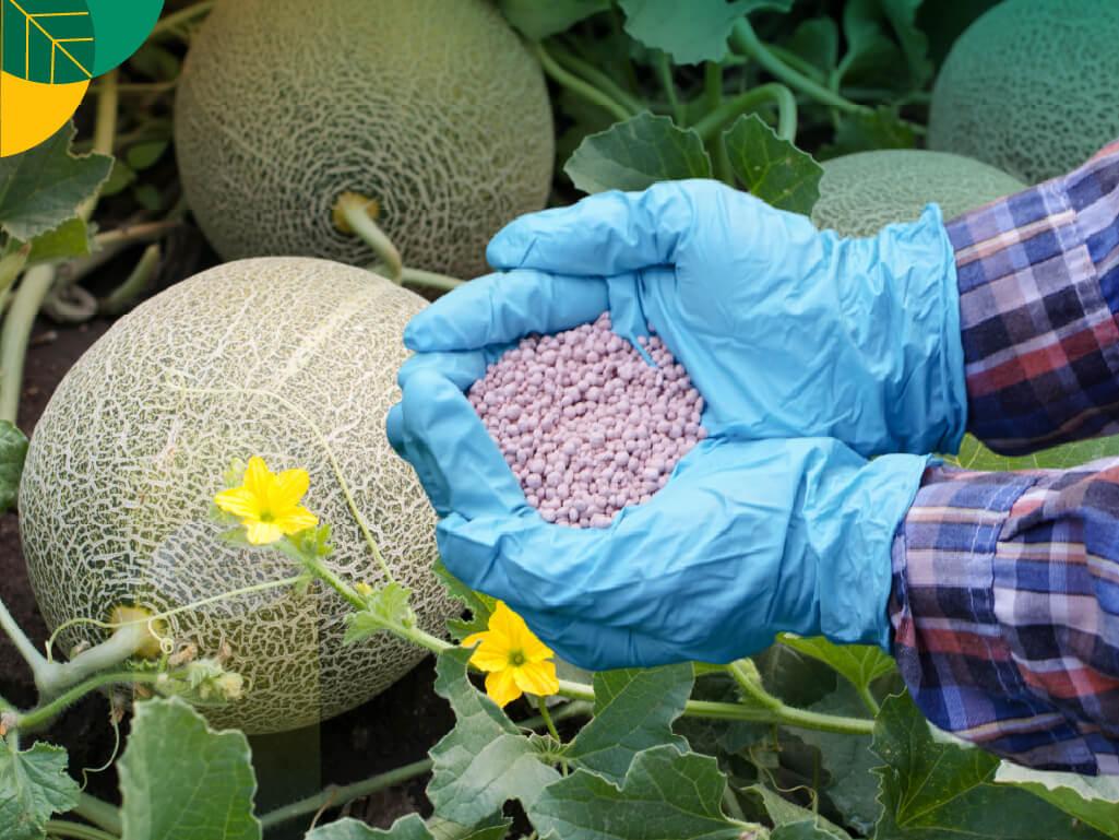 Pupuk perangsang buah