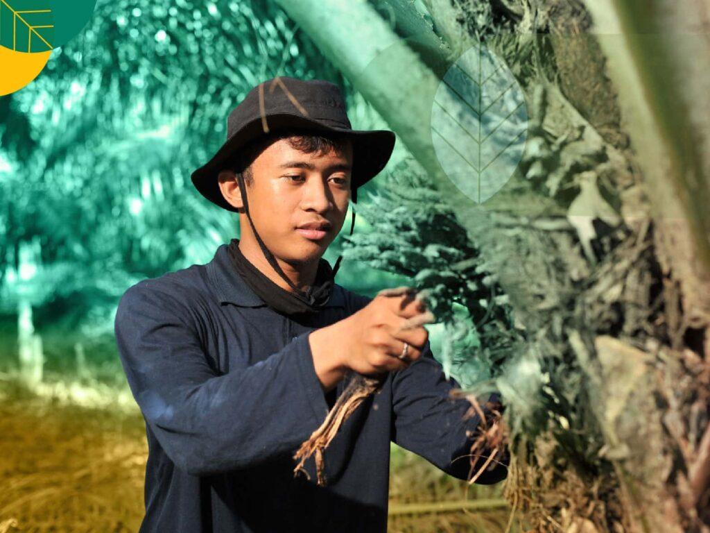 Budidaya Kelapa Sawit