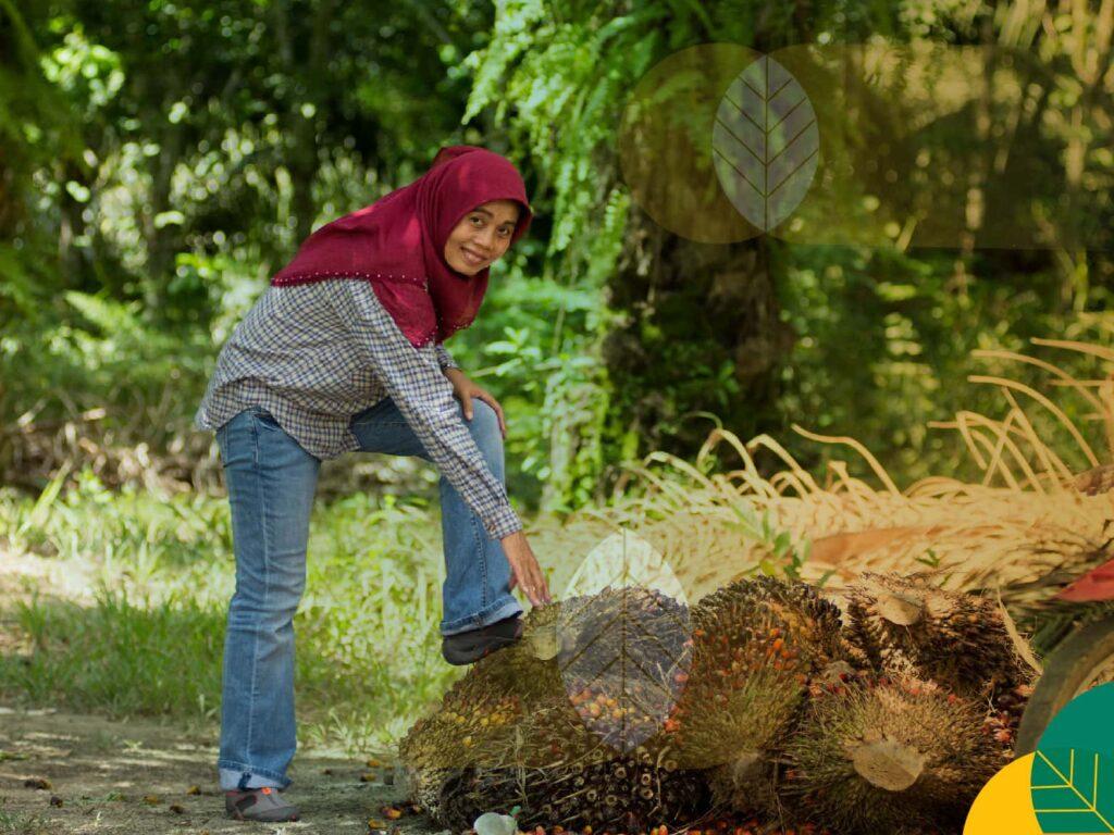 Budidaya Kelapa Sawit