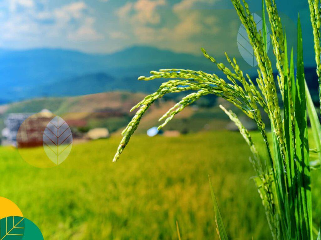 Bakteri Penyerang Tanaman Padi