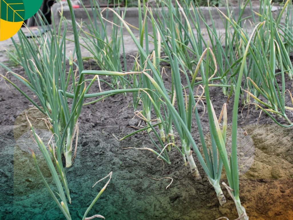 hama penyakit bawang merah