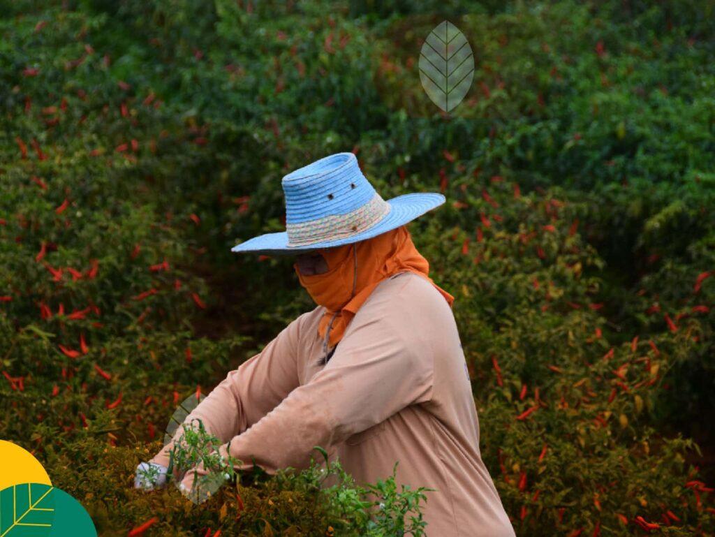 Pupuk Khusus Untuk Cabai