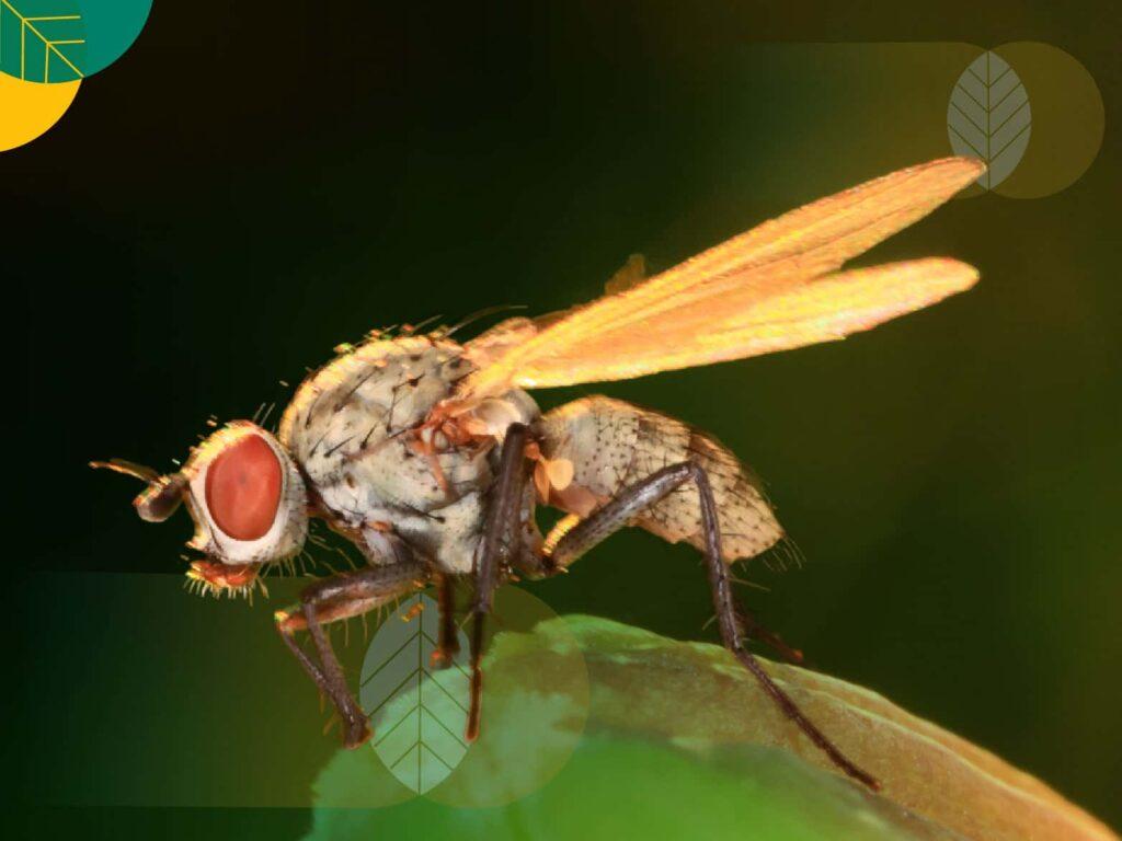 Lalat buah