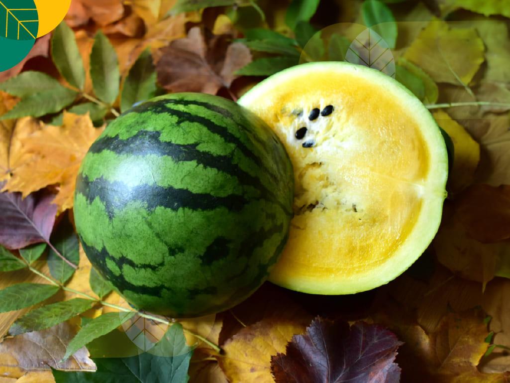 Nutrisi semangka kuning