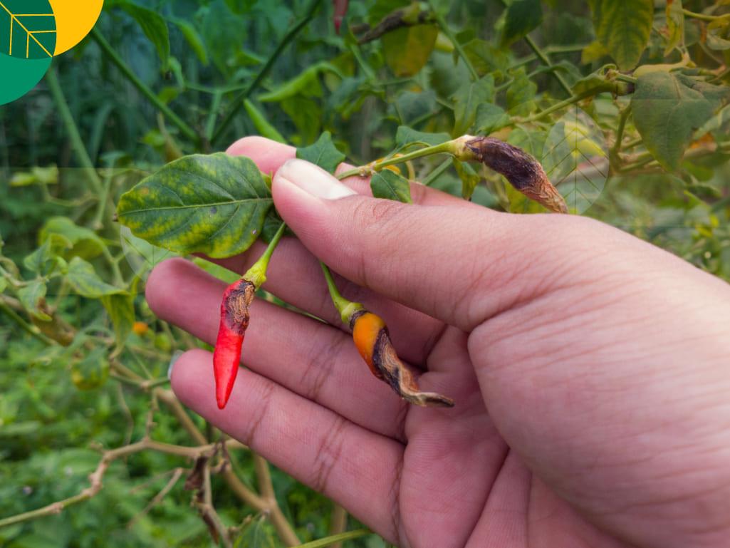 obat hama cabe paling ampuh