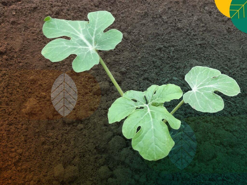 bibit semangka unggul