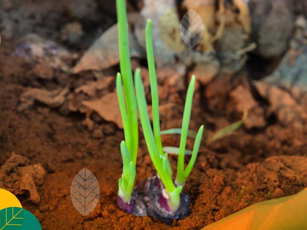 Tanaman Bawang Merah