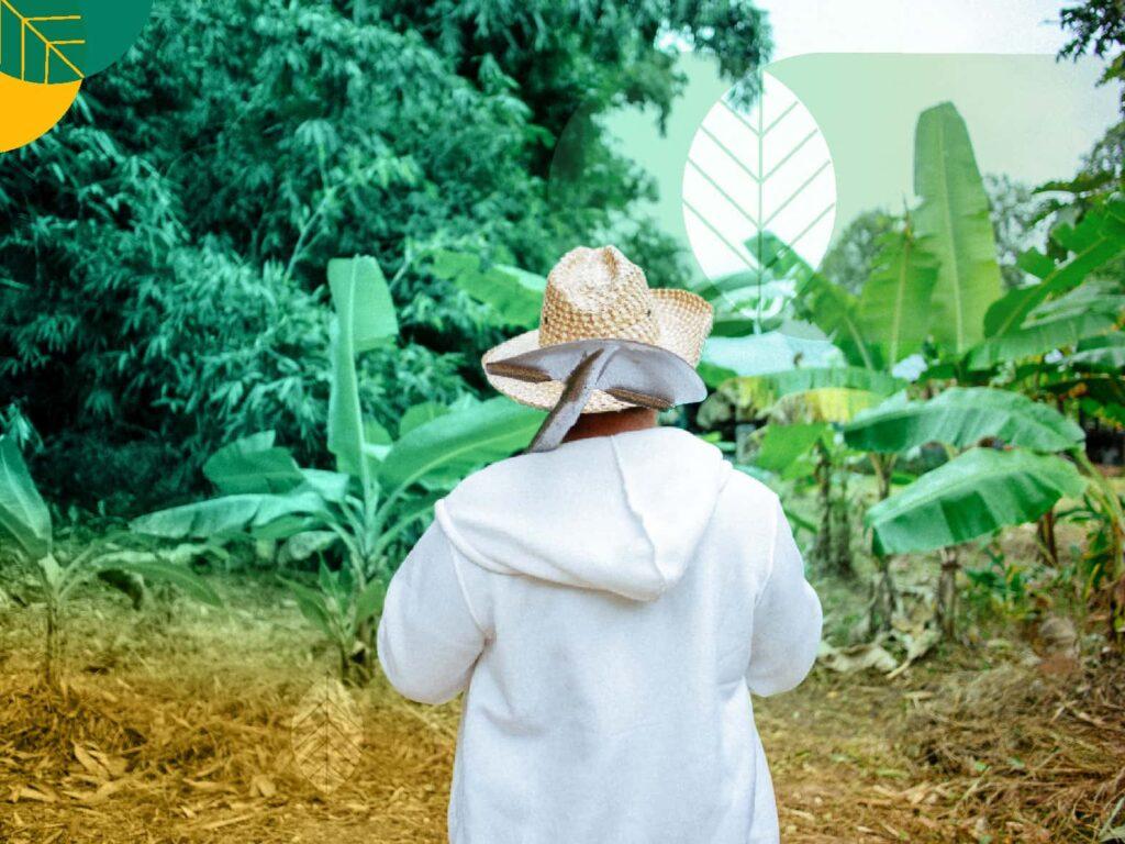 agroforestri
