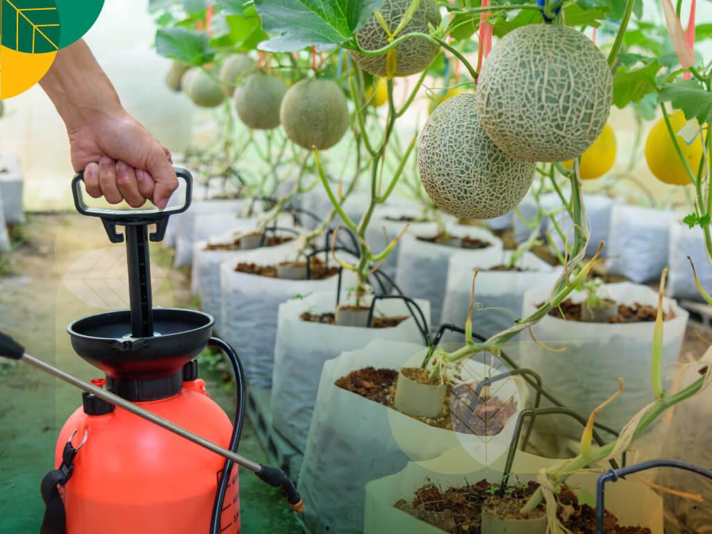 Fungisida untuk melon