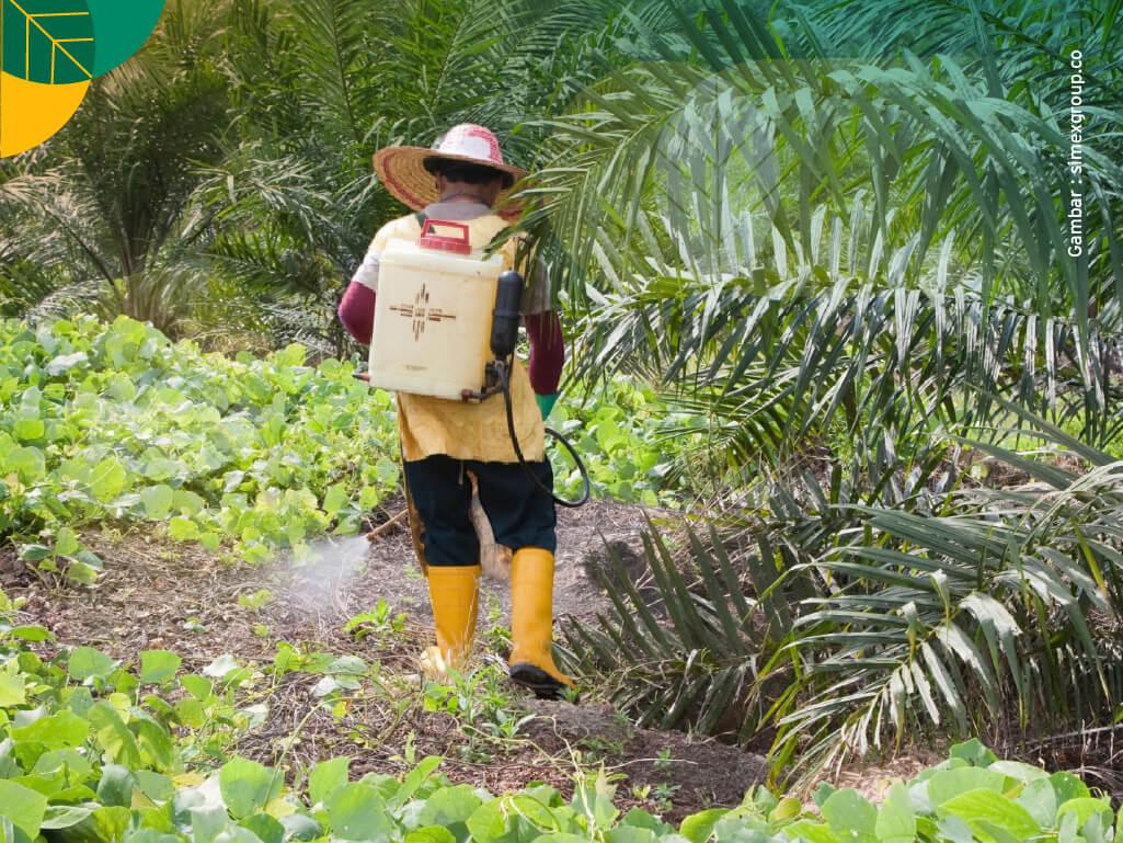 Pestisida Kelapa Sawit