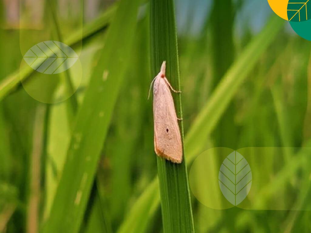 Penggerek Batang Padi