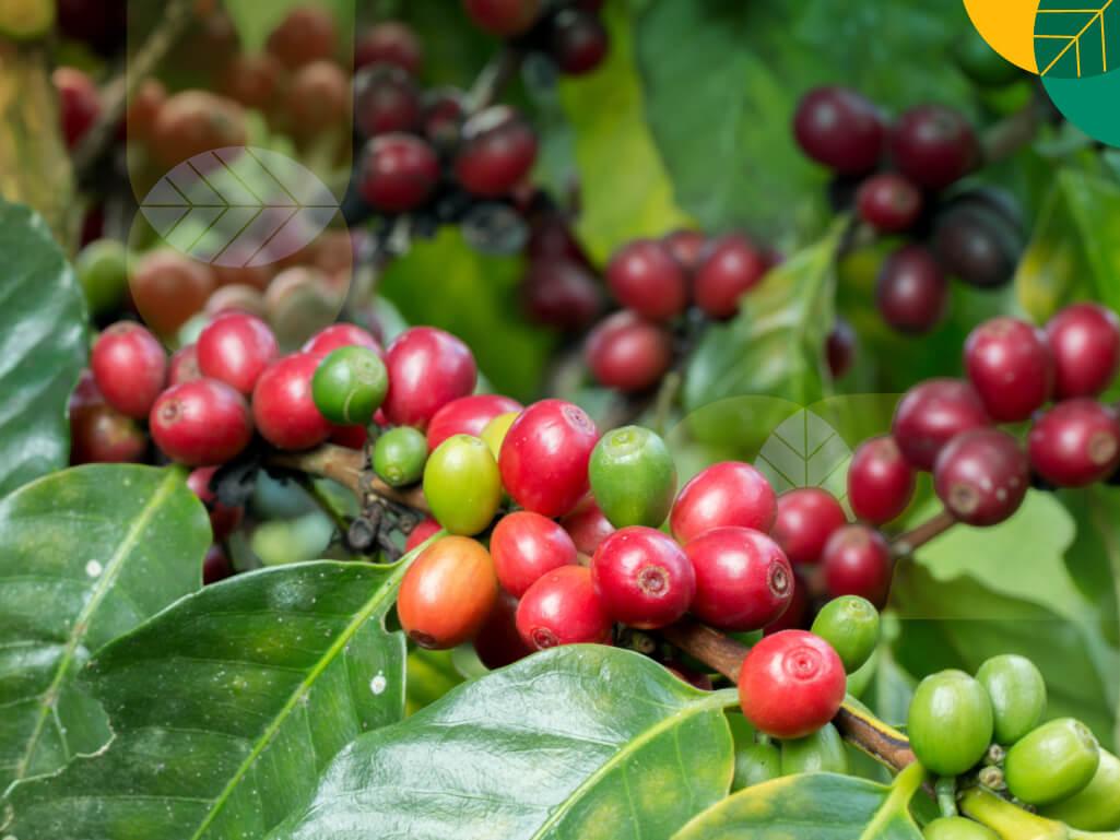 pohon kopi arabika