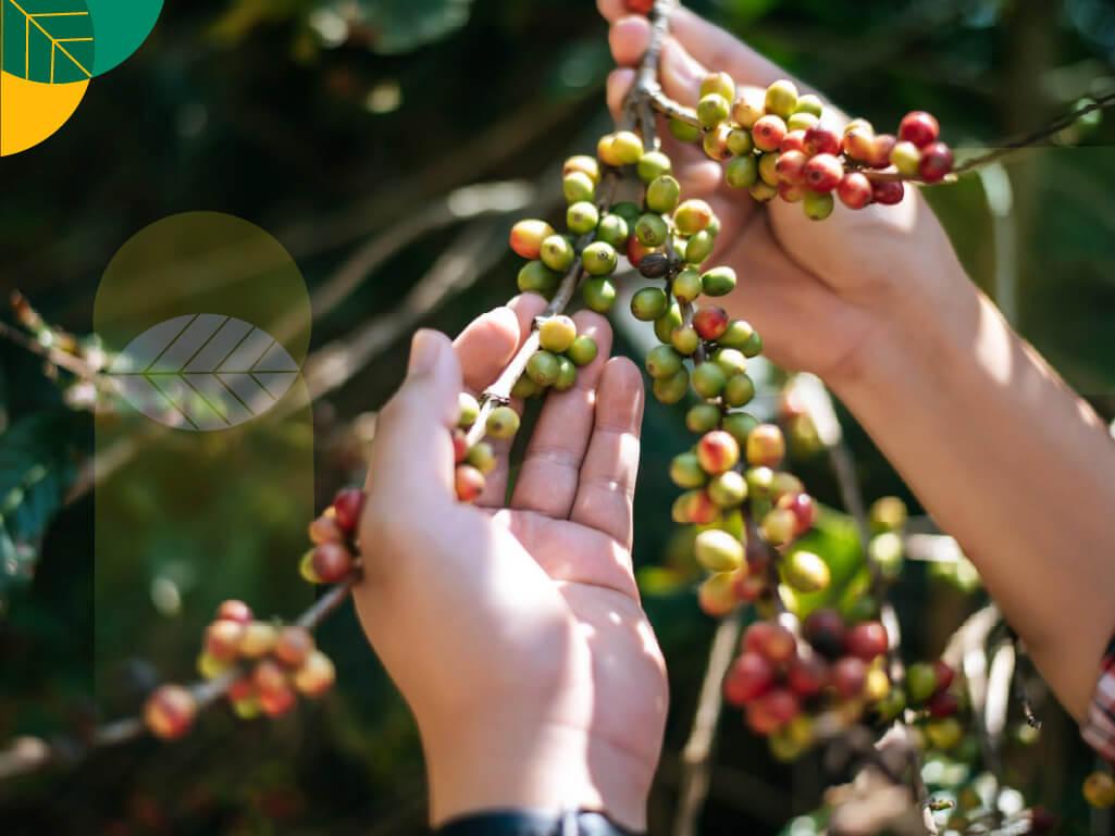 pohon kopi robusta