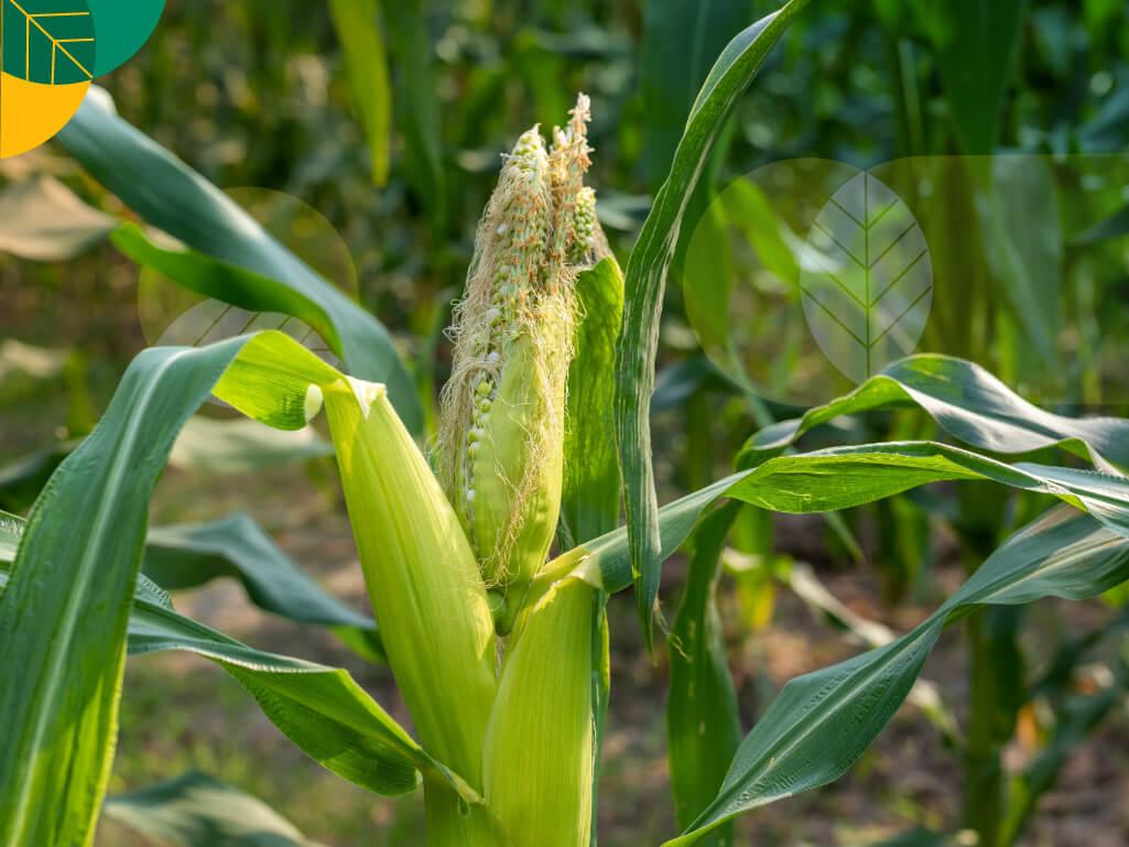 Bulai Jagung