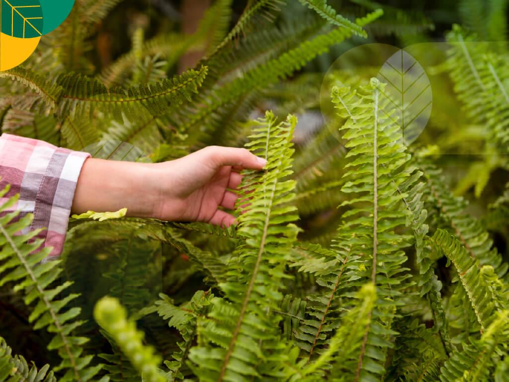 Cara Merawat Tanaman