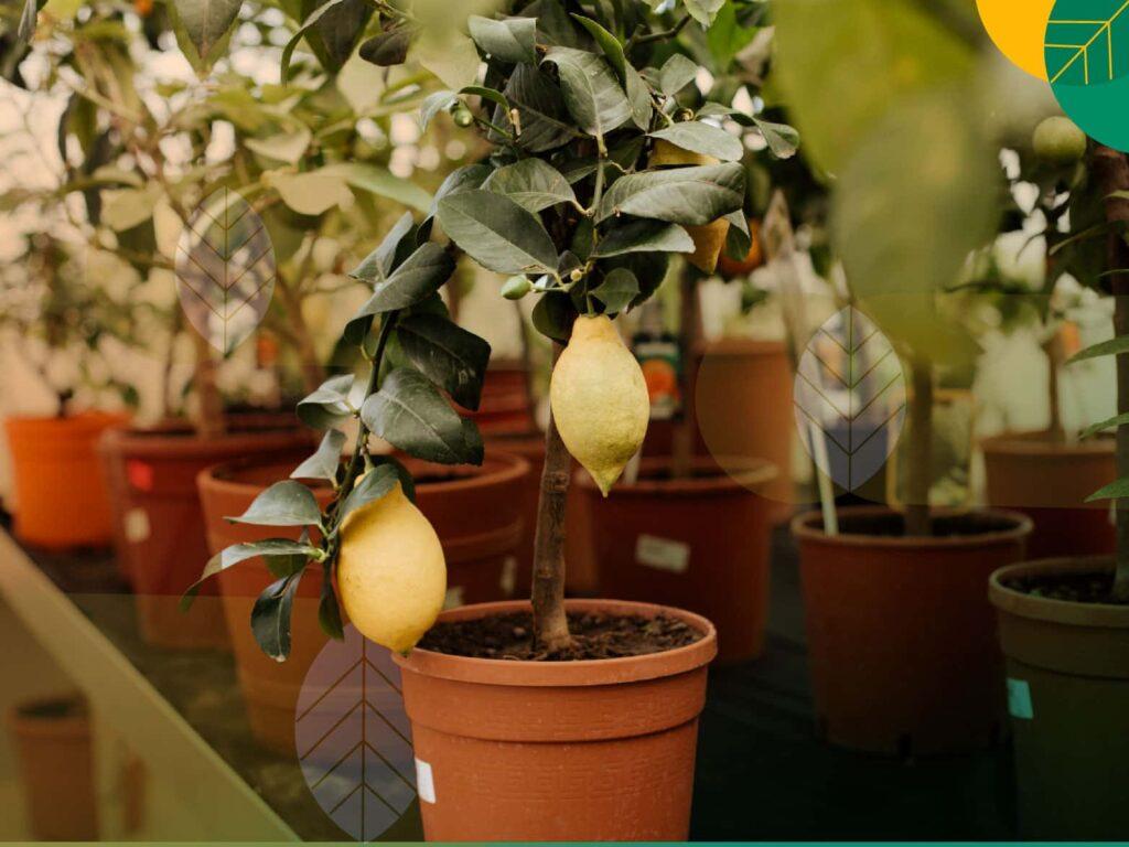 Tanaman Buah Dalam Pot