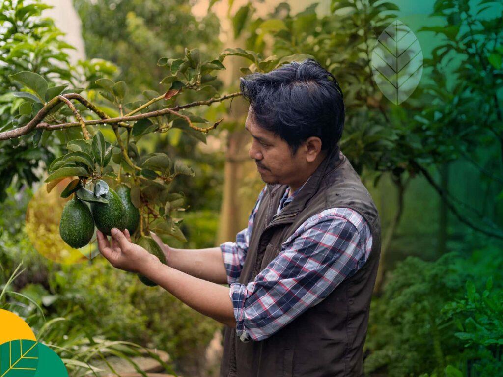 Pohon Buah