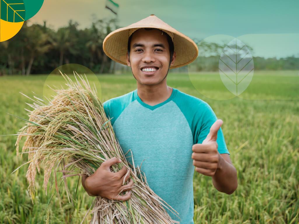 Panen Padi