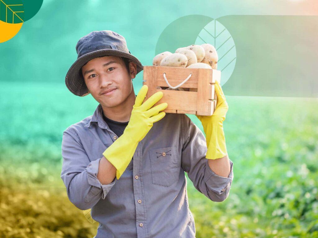 Cara menanam kentang