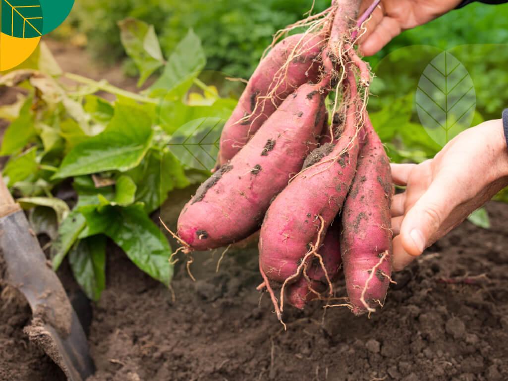 Cara Menanam Ubi Jalar