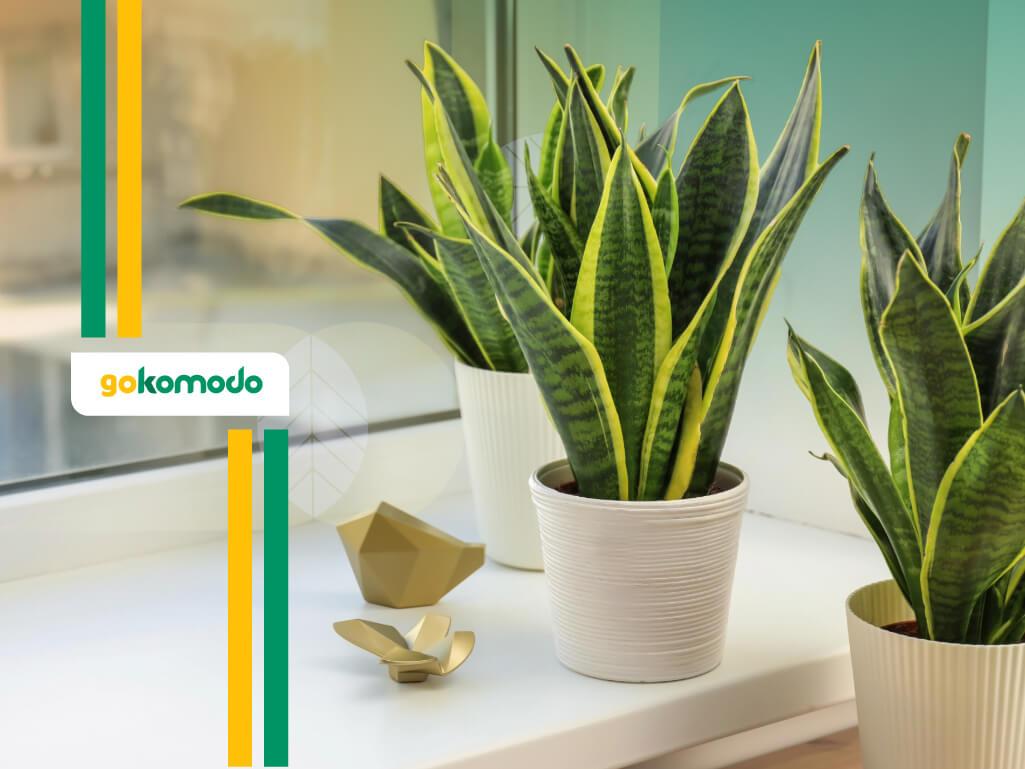 Manfaat Lidah Mertua