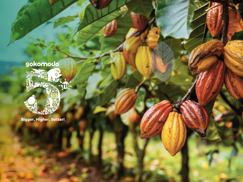 Kebun Cokelat