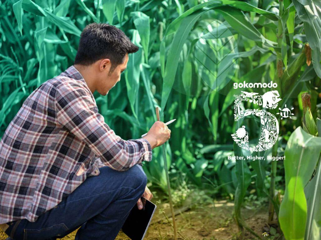 Pupuk Jagung