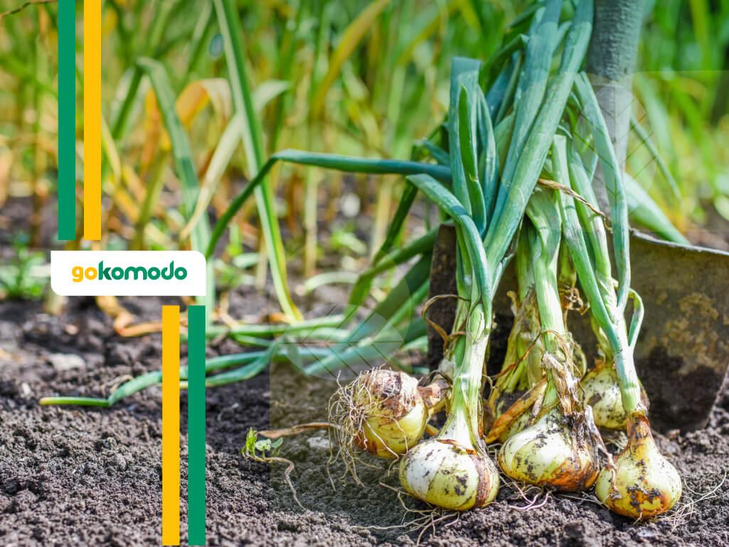 Tanaman Bawang Putih