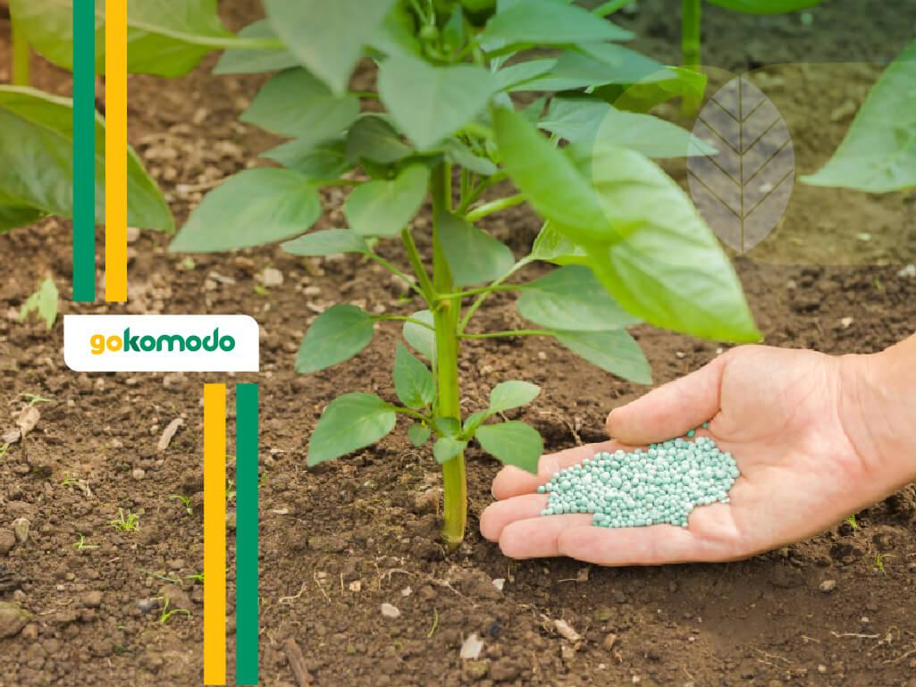 Pupuk Daun Untuk Cabe