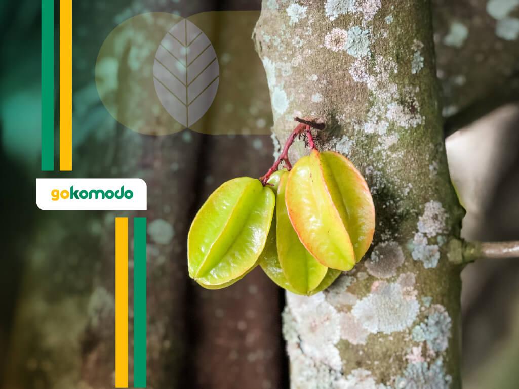 Manfaat Buah Belimbing