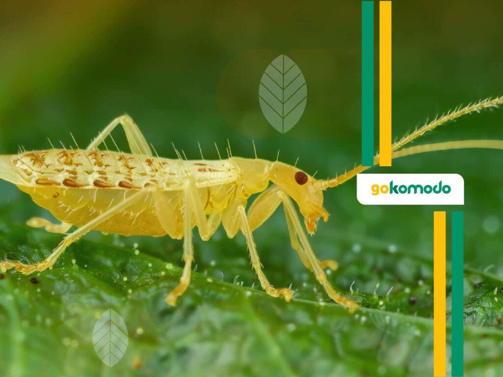 Serangan Thrips