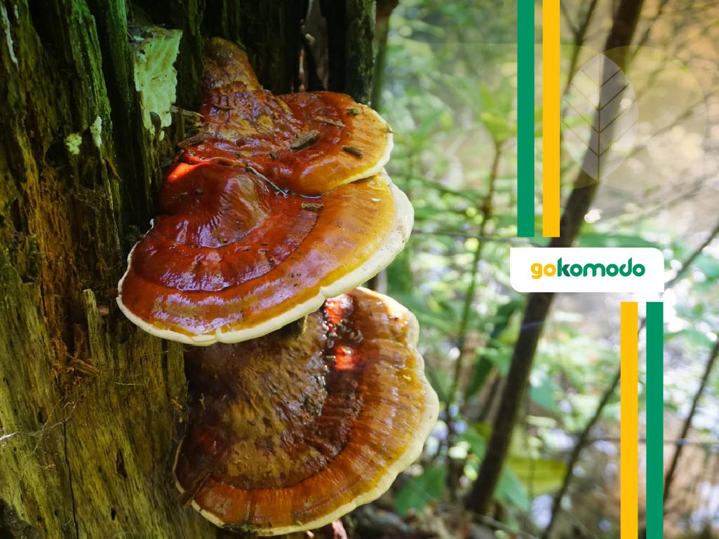 Jamur Ganoderma