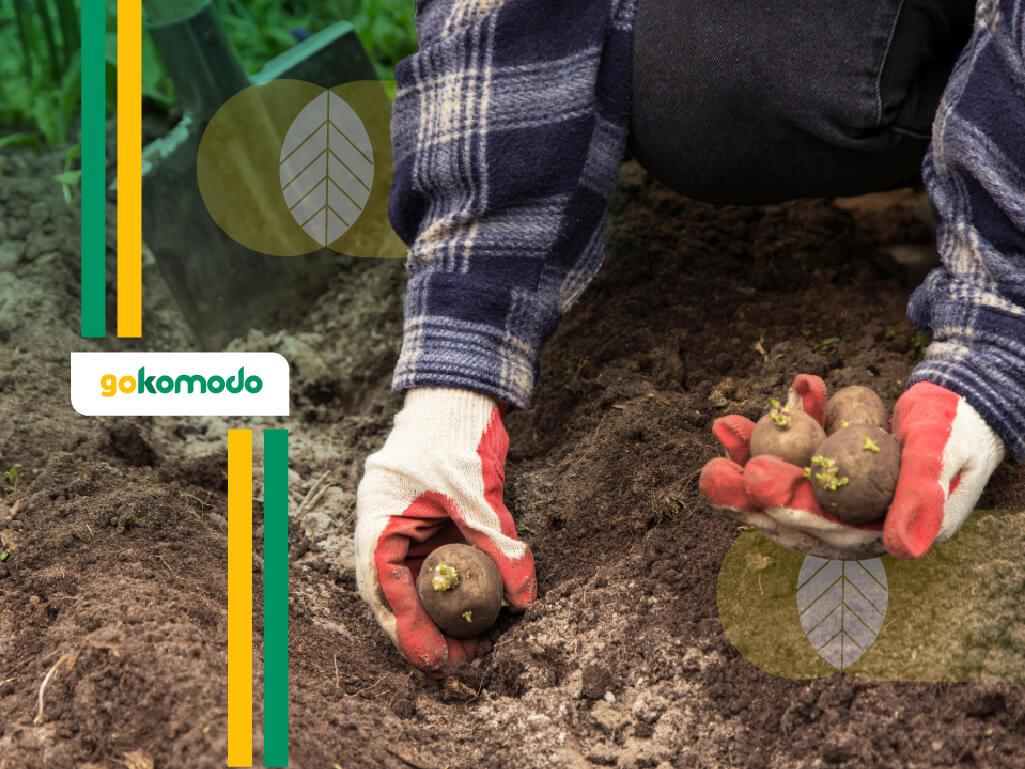 Cara Menanam Kentang