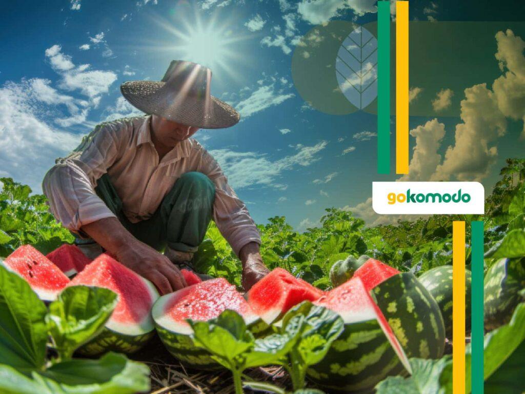 Cara Menanam Semangka