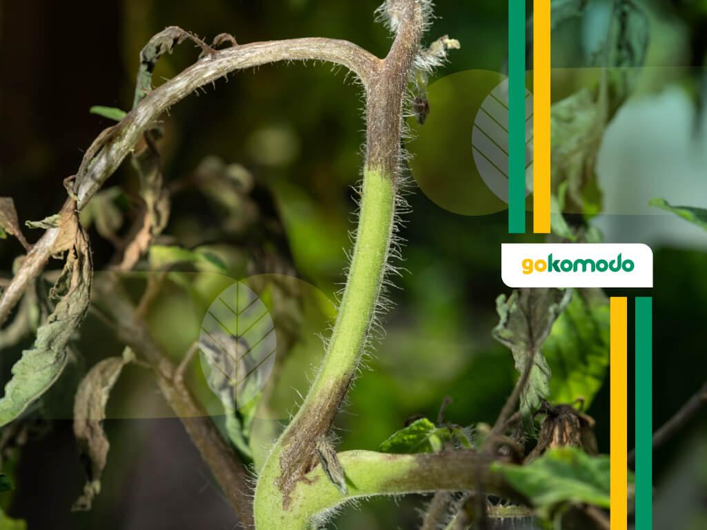 Fungisida Ampuh Untuk Busuk Batang