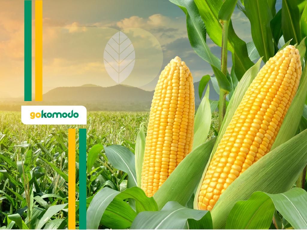 Cara Menanam jagung