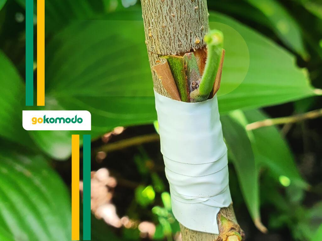 Perkembangbiakan vegetatif