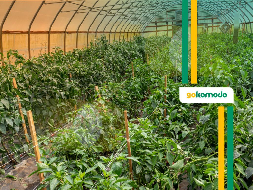 Pertanian greenhouse