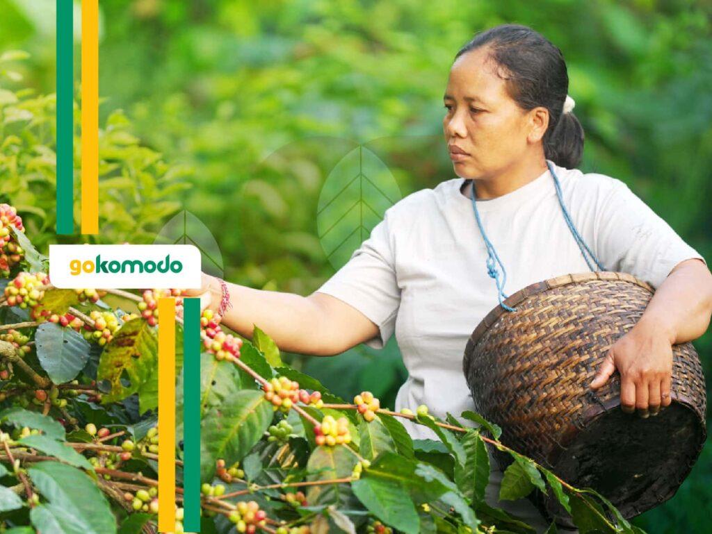 Pupuk Kopi Agar Berbuah Lebat