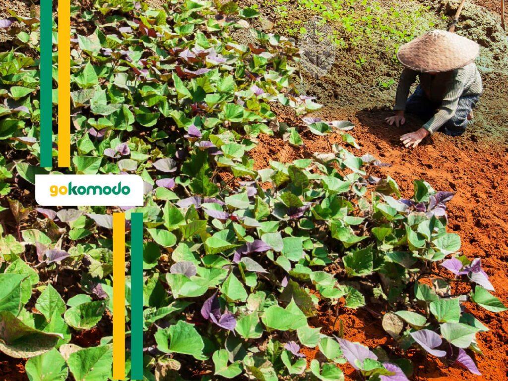 Jenis Tanaman Pangan