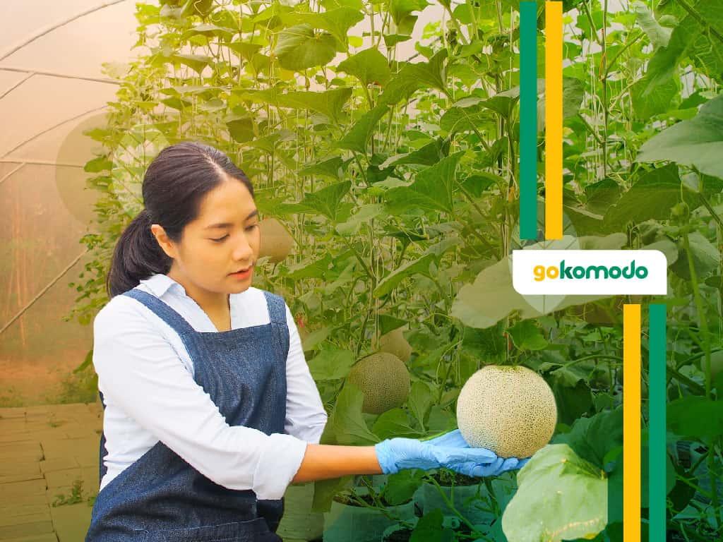 Budidaya Melon